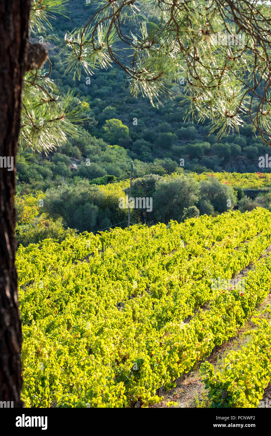 Vignes produisant des vins bio dans la région d'Emporda au nord de la Costa Brava en Catalogne Espagne Banque D'Images