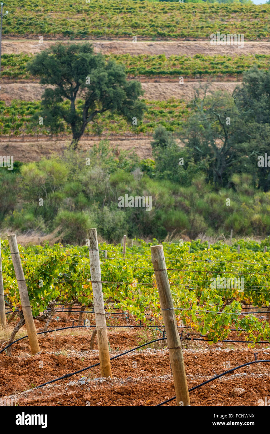 Vignes pour la production de vins bio dans les environs de la ville de Colera au nord de la Costa Brava en Catalogne l'Espagne Banque D'Images