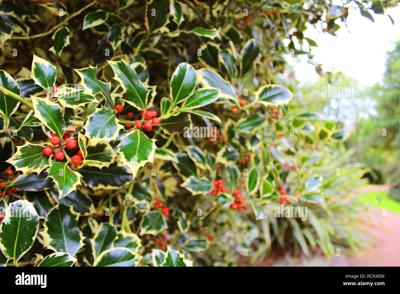 Ivy Noël Banque D'Images