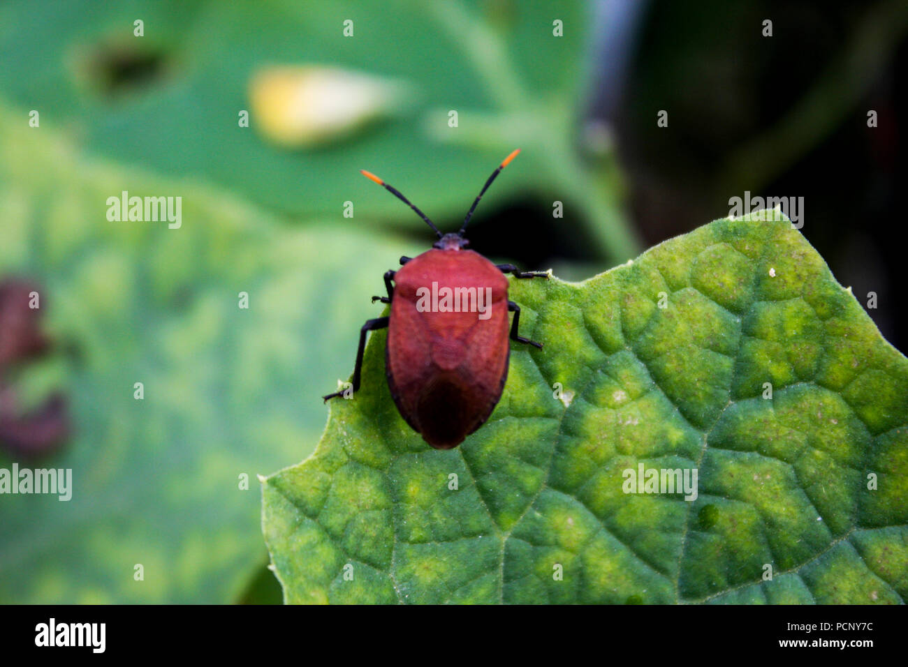 Les insectes nuisibles Banque D'Images