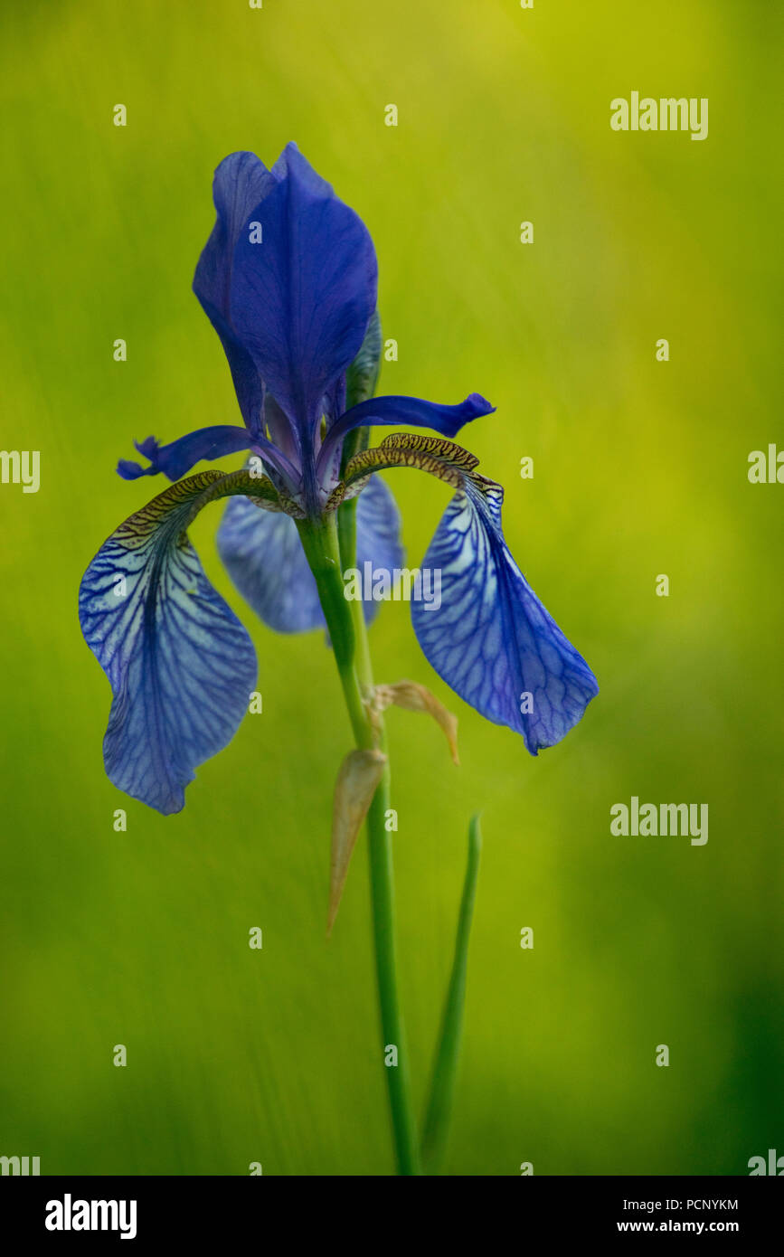 Dans l'Iris Kochler Moos, am Kochelsee (lac), Upper Bavaria, Bavaria, Germany Banque D'Images