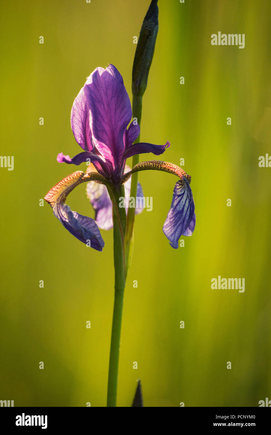 Dans l'Iris Kochler Moos, am Kochelsee (lac), Upper Bavaria, Bavaria, Germany Banque D'Images