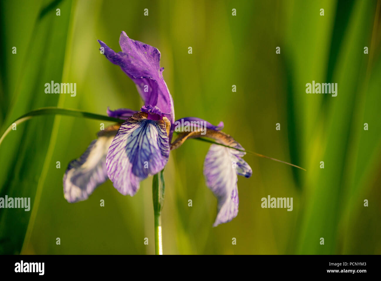 Dans l'Iris Kochler Moos, am Kochelsee (lac), Upper Bavaria, Bavaria, Germany Banque D'Images
