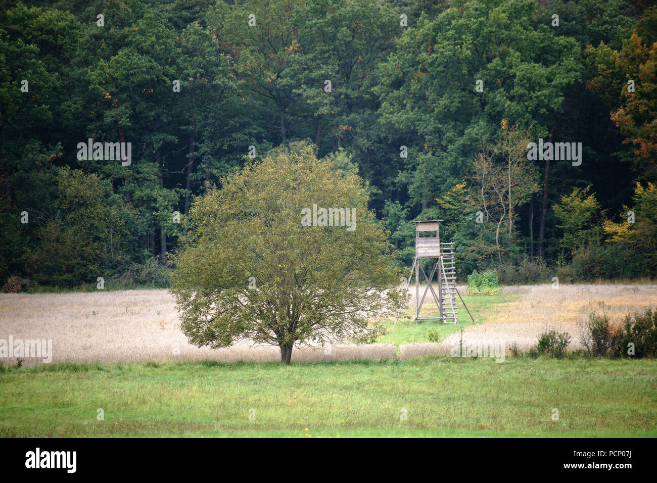 Un stand pour la chasse se trouve à la limite de la forêt sur un champ. Banque D'Images