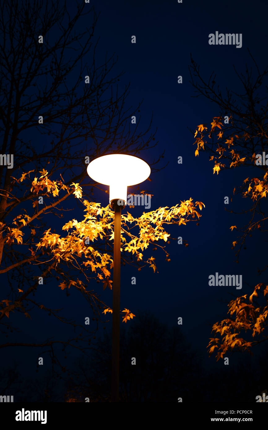 Un réverbère éclairant les feuilles d'un arbre dans la nuit. Banque D'Images