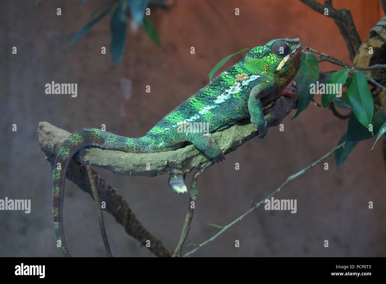 Caméléon Vert, le Zoo de Calgary, Calgary, Alberta, Canada Banque D'Images