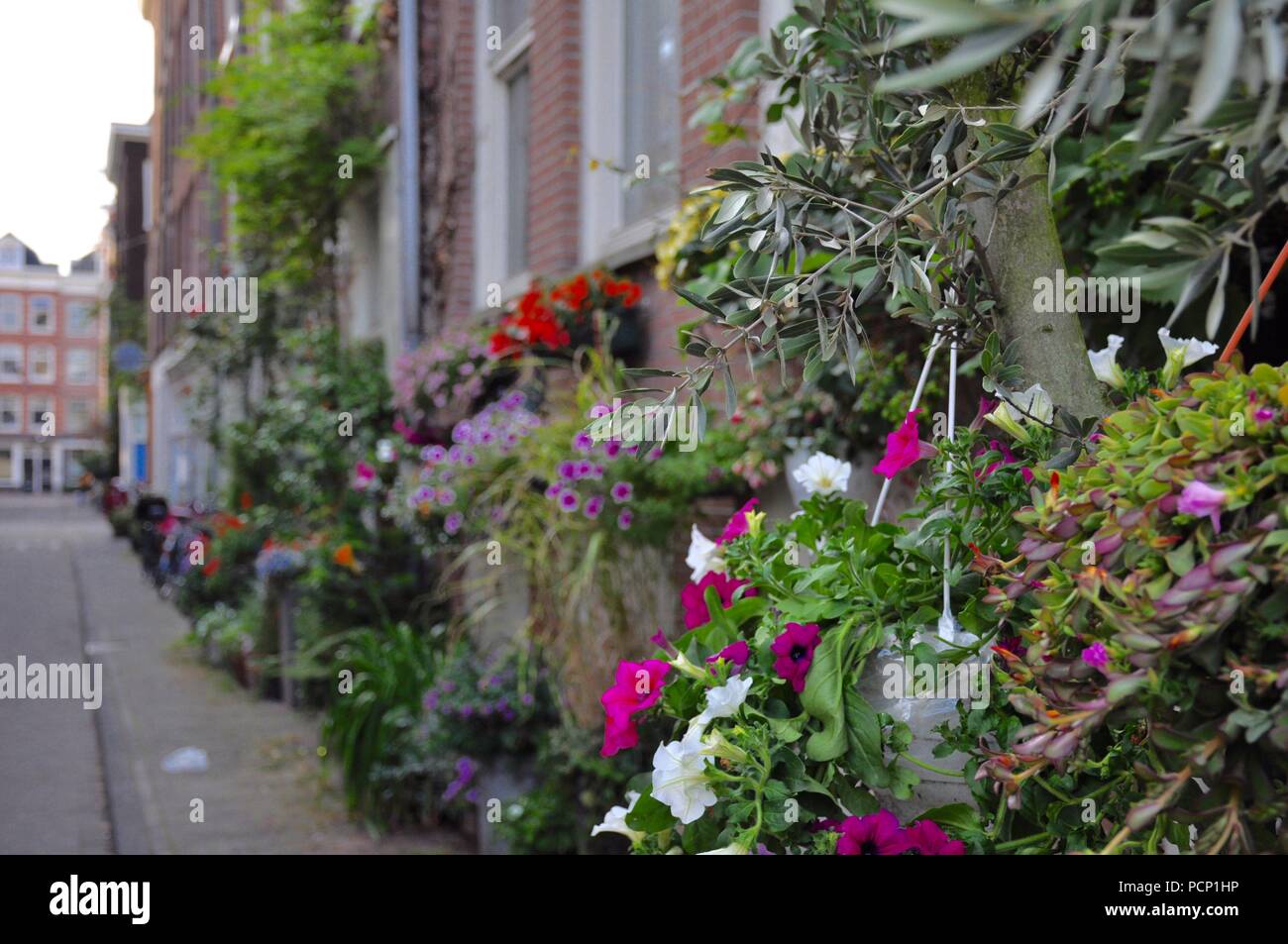 Fleurs et plantes à Amsterdam, Pays-Bas Banque D'Images
