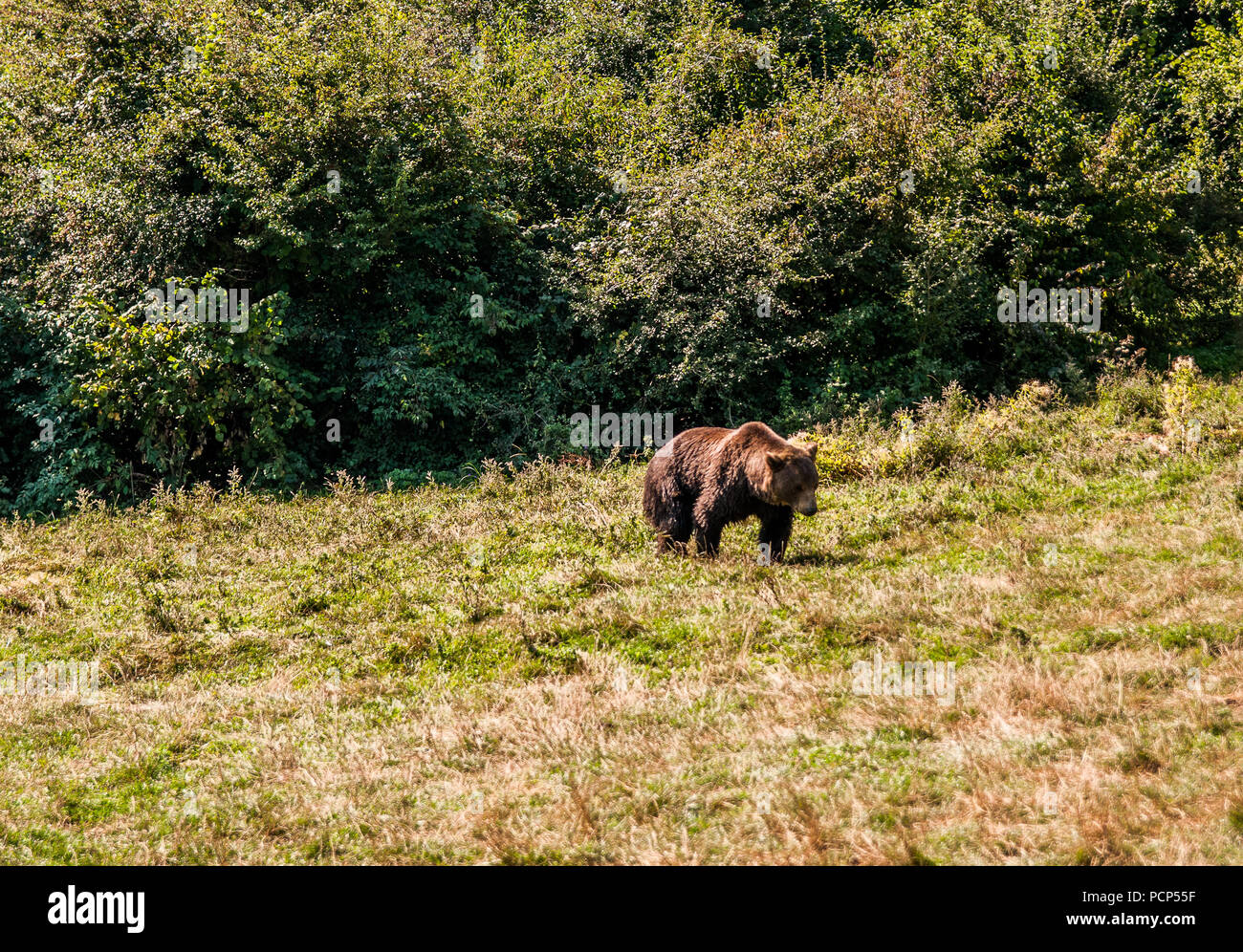 Ours sauvage repéré dans la forêt de montagnes des Carpates Banque D'Images