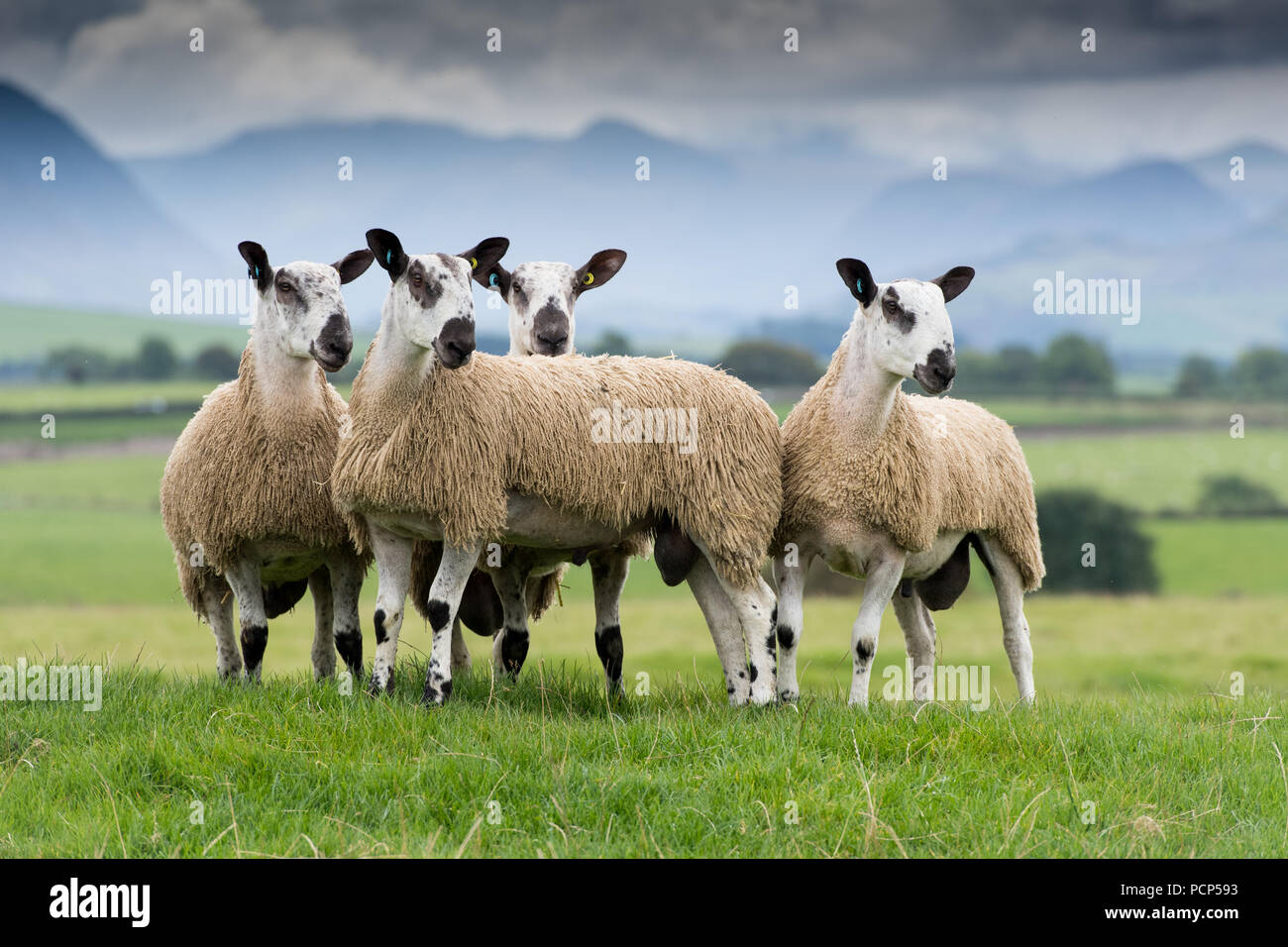 Blue faced leicester sheep Banque de photographies et d'images à haute  résolution - Alamy