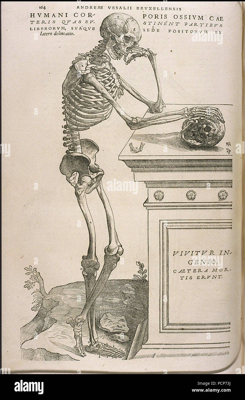 Illustration de De humani corporis fabrica de Vésale, ca 1543. Banque D'Images