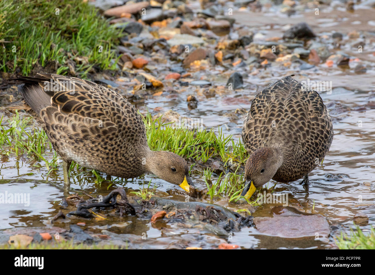 La Géorgie du Sud canards pilet Banque D'Images