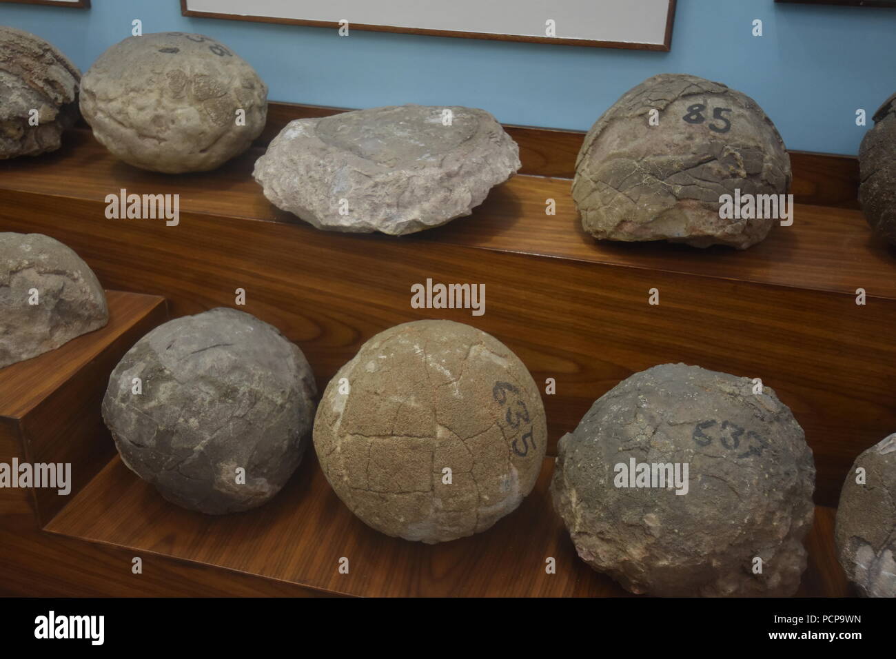 Oeufs de dinosaures fossilisés trouvés du Gujarat, Musée de géologie, ISI, Kolkata Banque D'Images