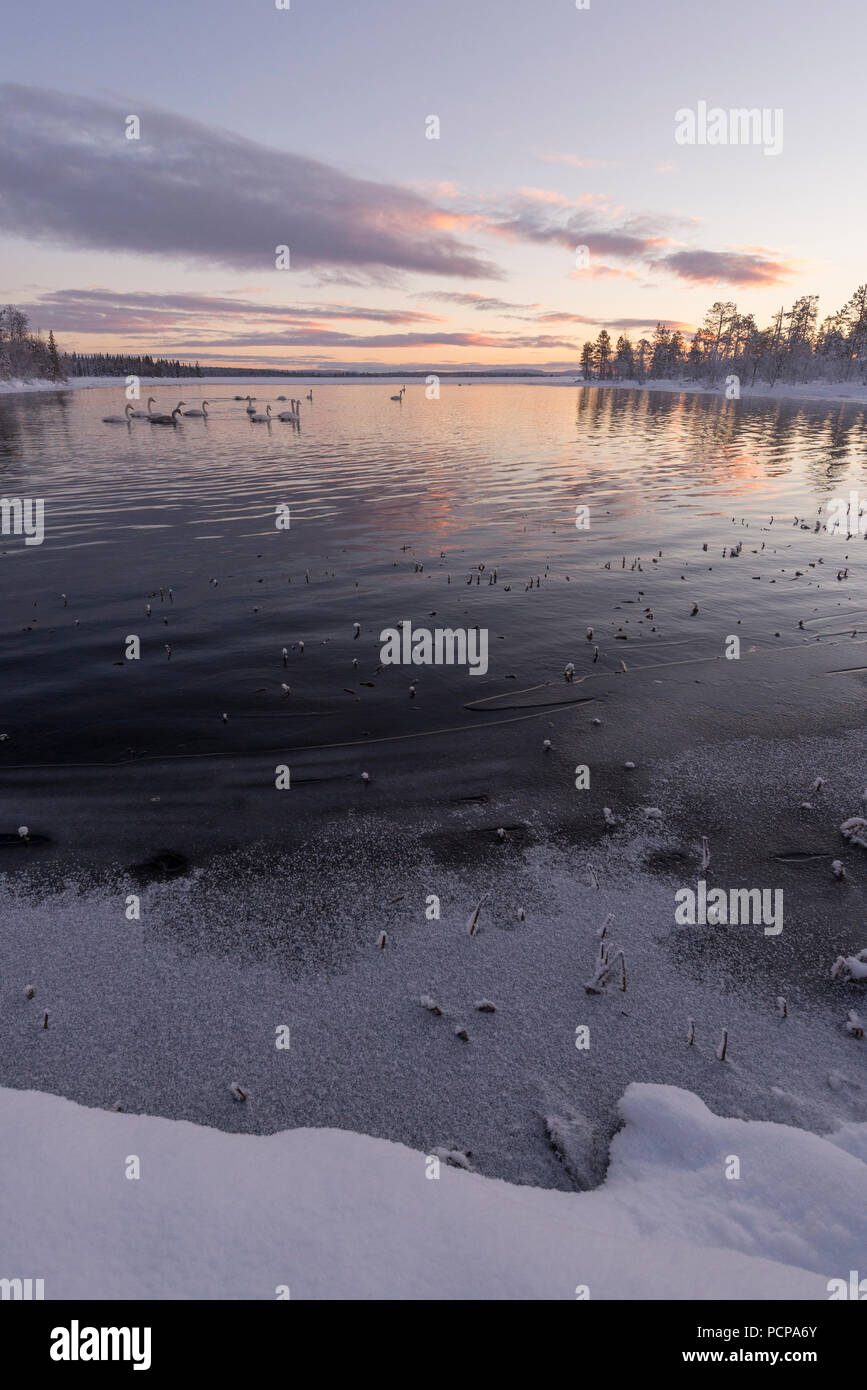Cygnes en Muonio, Finlande Banque D'Images