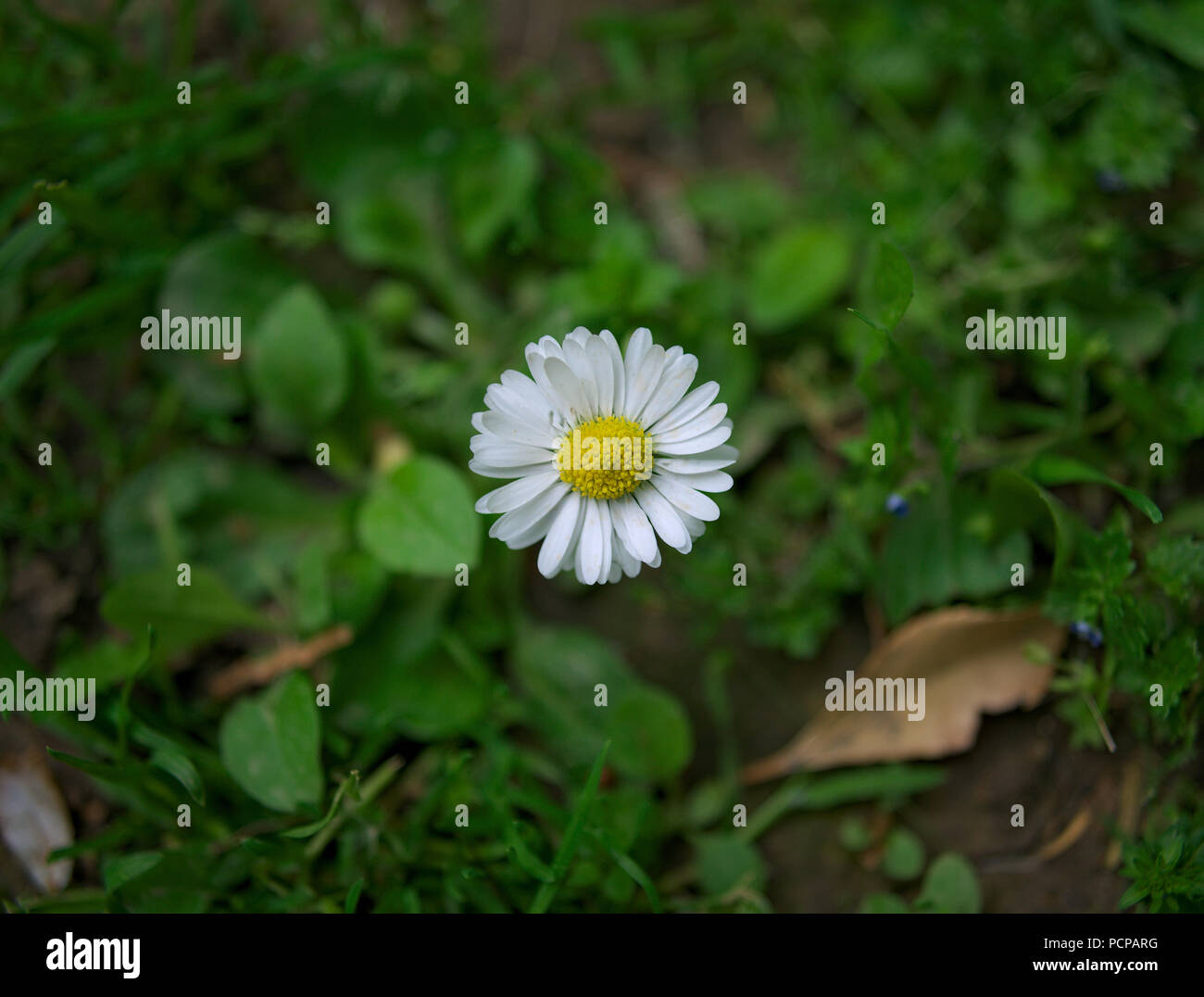 En fleurs Daisy flower in grass field, le printemps ! Banque D'Images
