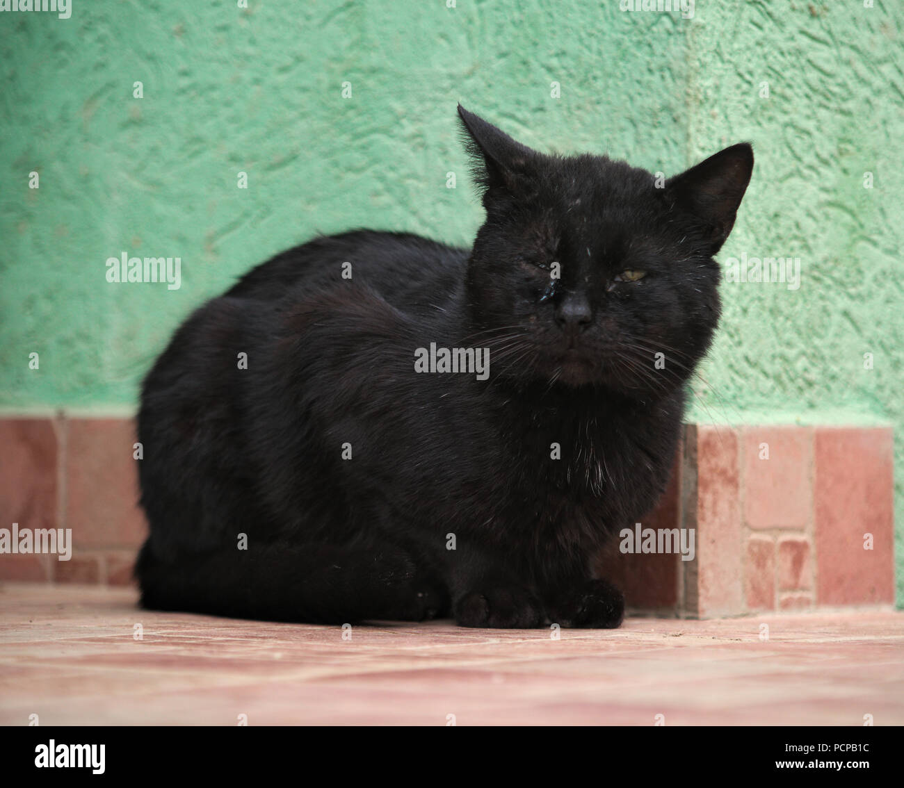 Chat Male Noir Assis Sur Des Carreaux De Ceramique En Face De Mur Vert Photo Stock Alamy