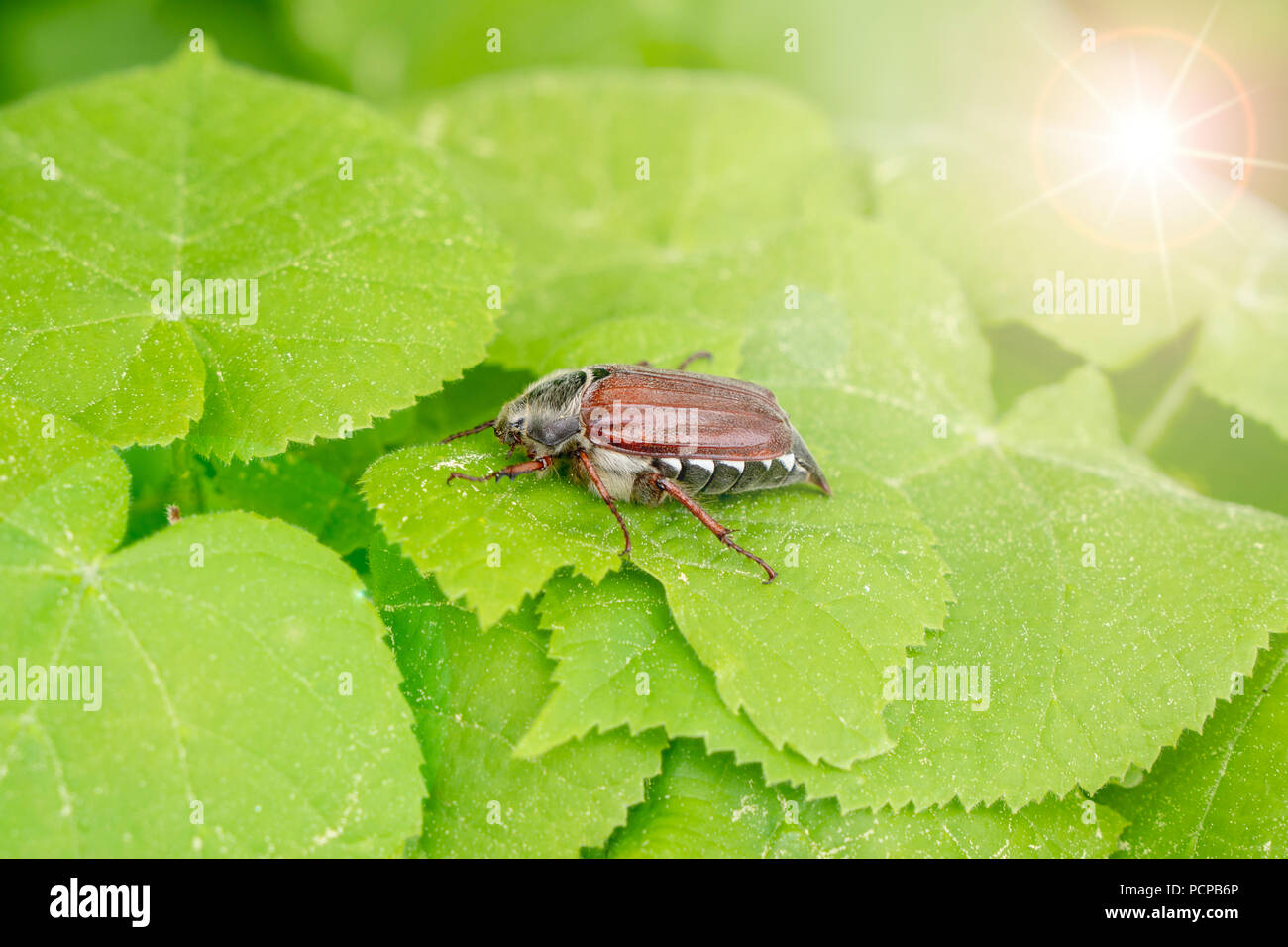 Insectes coléoptères peut on leaf Banque D'Images