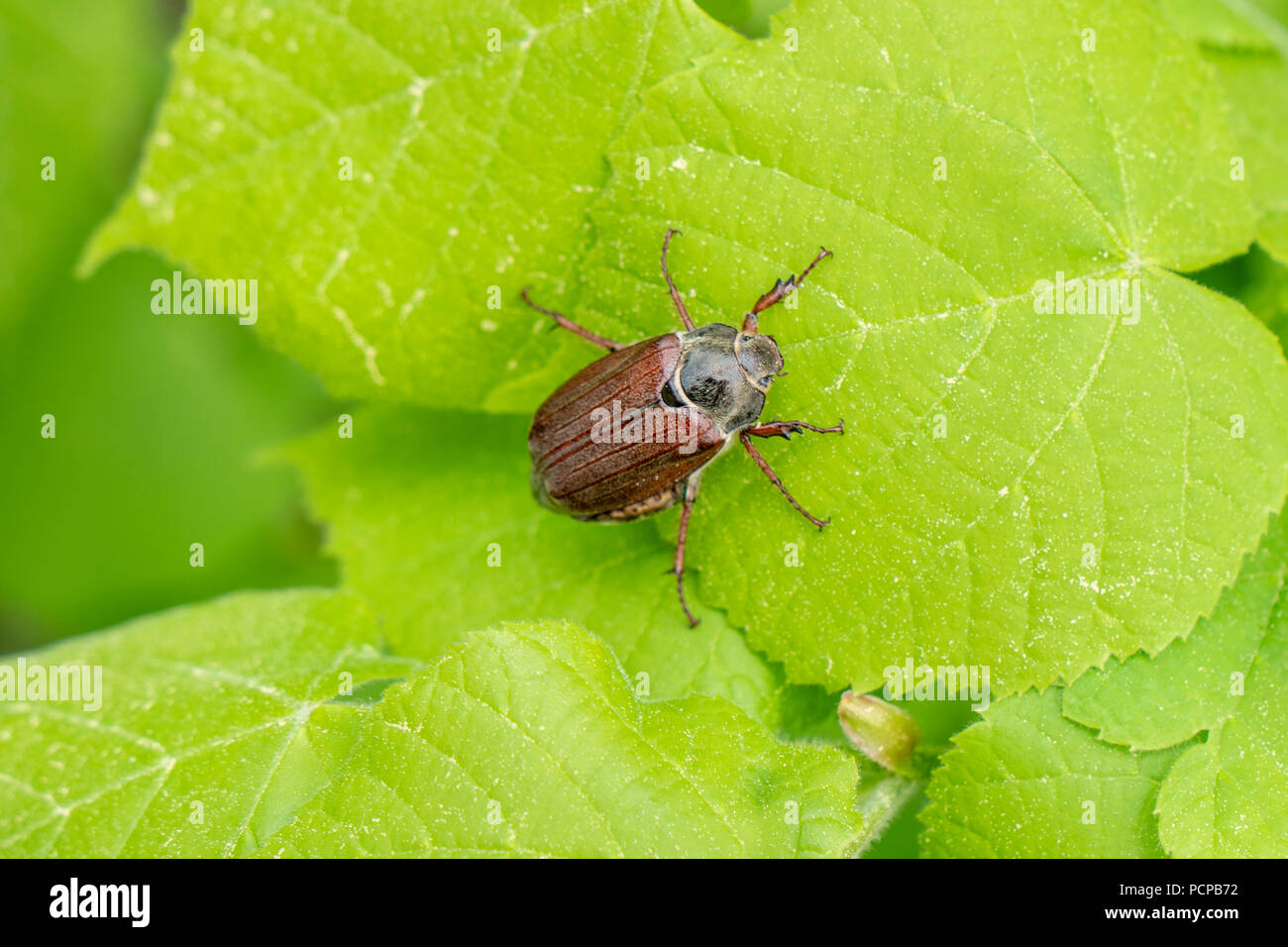 Insectes coléoptères peut on leaf Banque D'Images