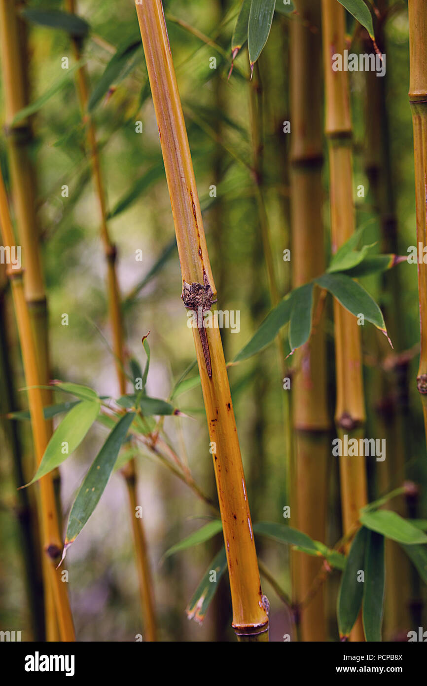 Rangées de tiges de bambou dans une forêt Close Up Banque D'Images