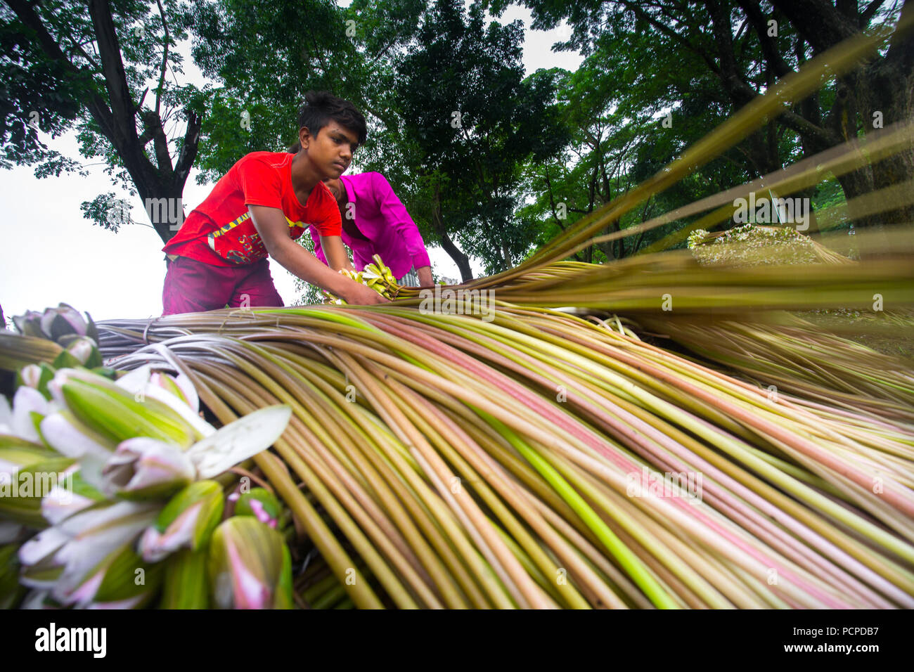 Sada Shapla (nénuphar blanc) est la fleur nationale du Bangladesh. Banque D'Images