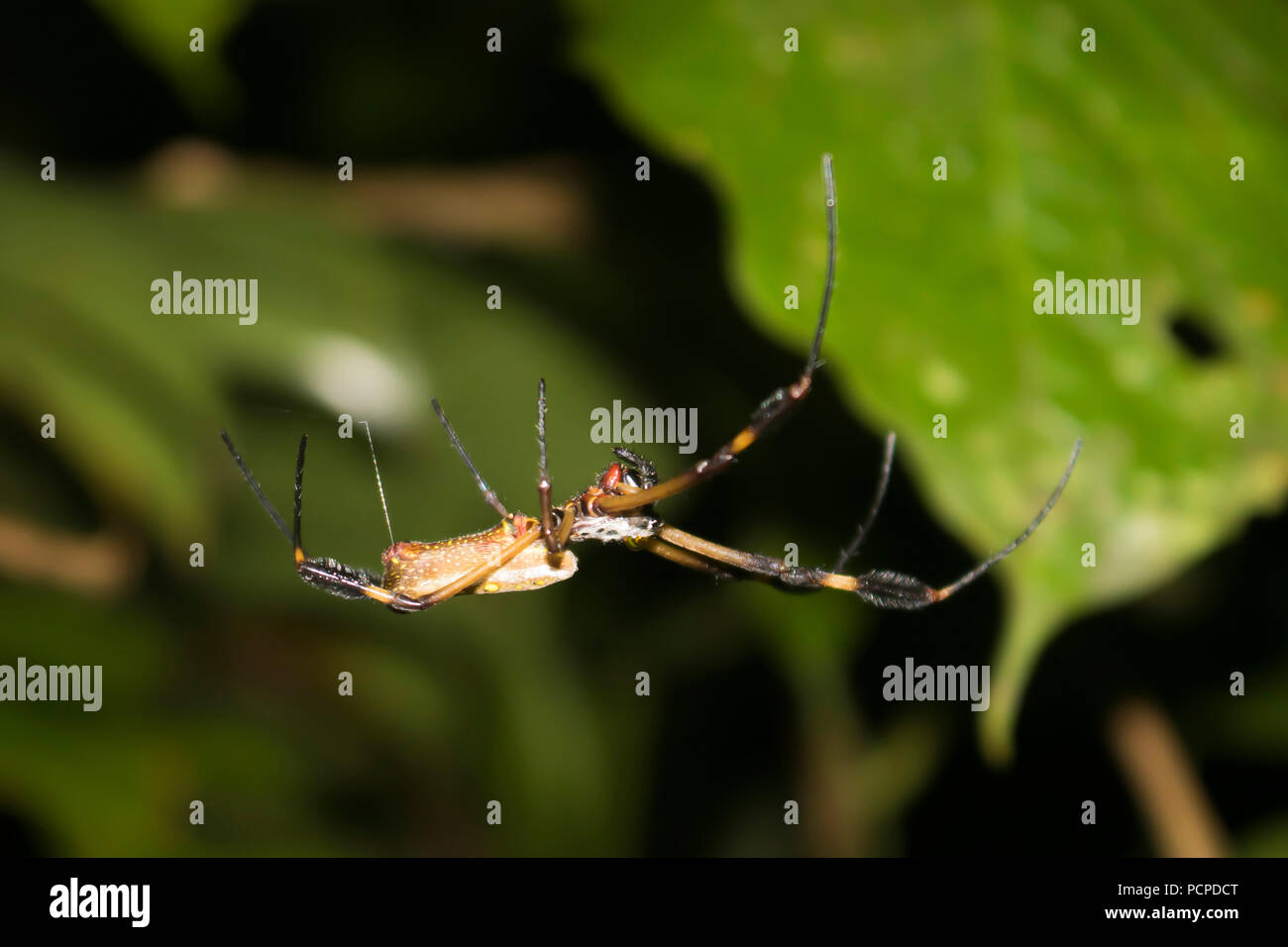 Close up araignée jaune et noir accroché dans jungle Banque D'Images