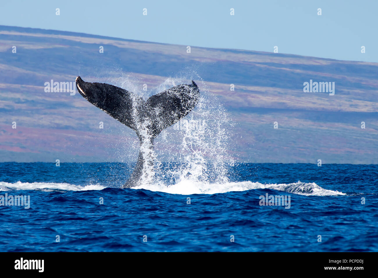 Close up humpback whale tail qui sortent d'ocean spray Banque D'Images