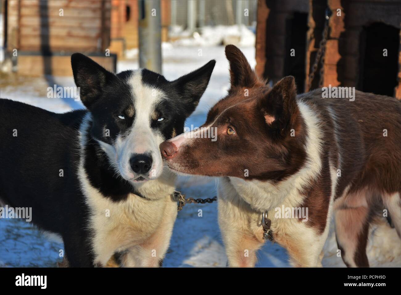 Traîneau à chiens au repos dans leur cage après un tour en traîneau à chiens Banque D'Images