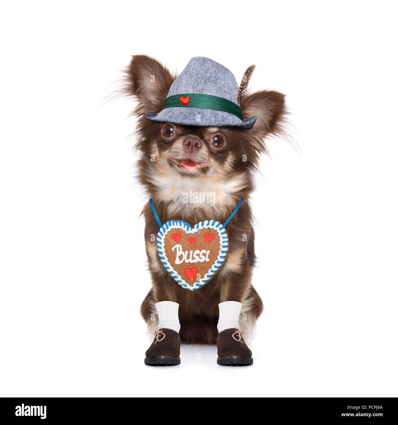 Chien chihuahua bavarois avec le propriétaire isolé sur fond blanc , prêt pour la fête de la bière à Munich festival Banque D'Images