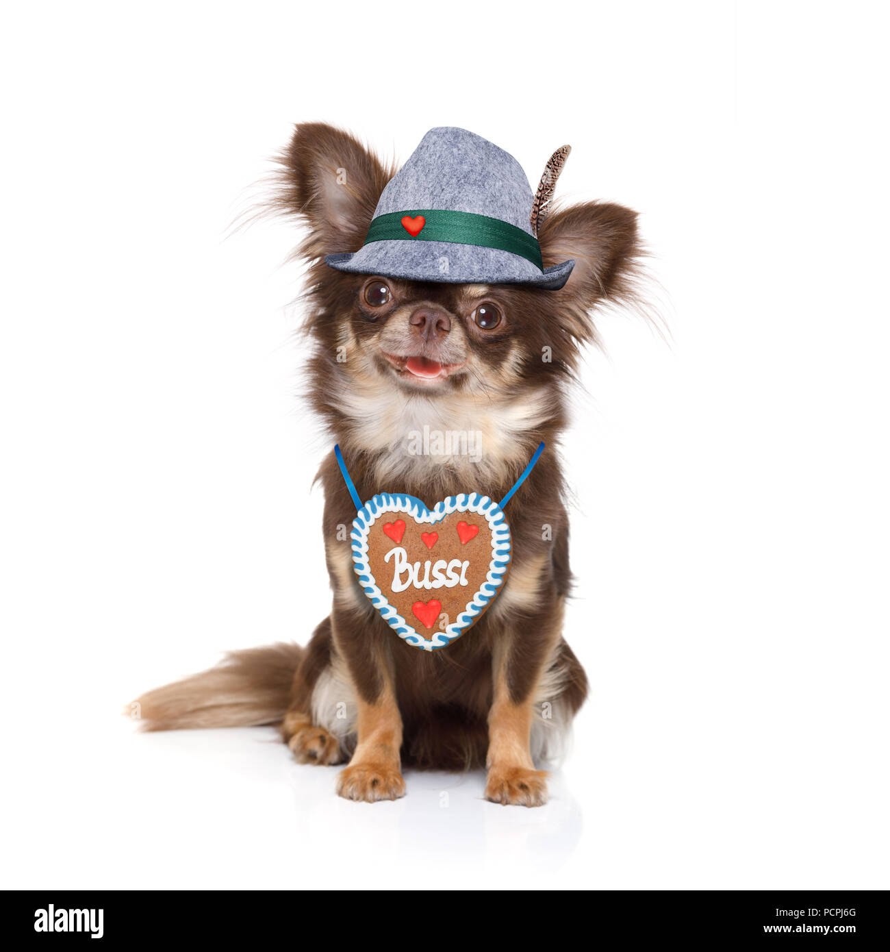 Chien chihuahua bavarois avec le propriétaire isolé sur fond blanc , prêt pour la fête de la bière à Munich Festival , avec le propriétaire Banque D'Images