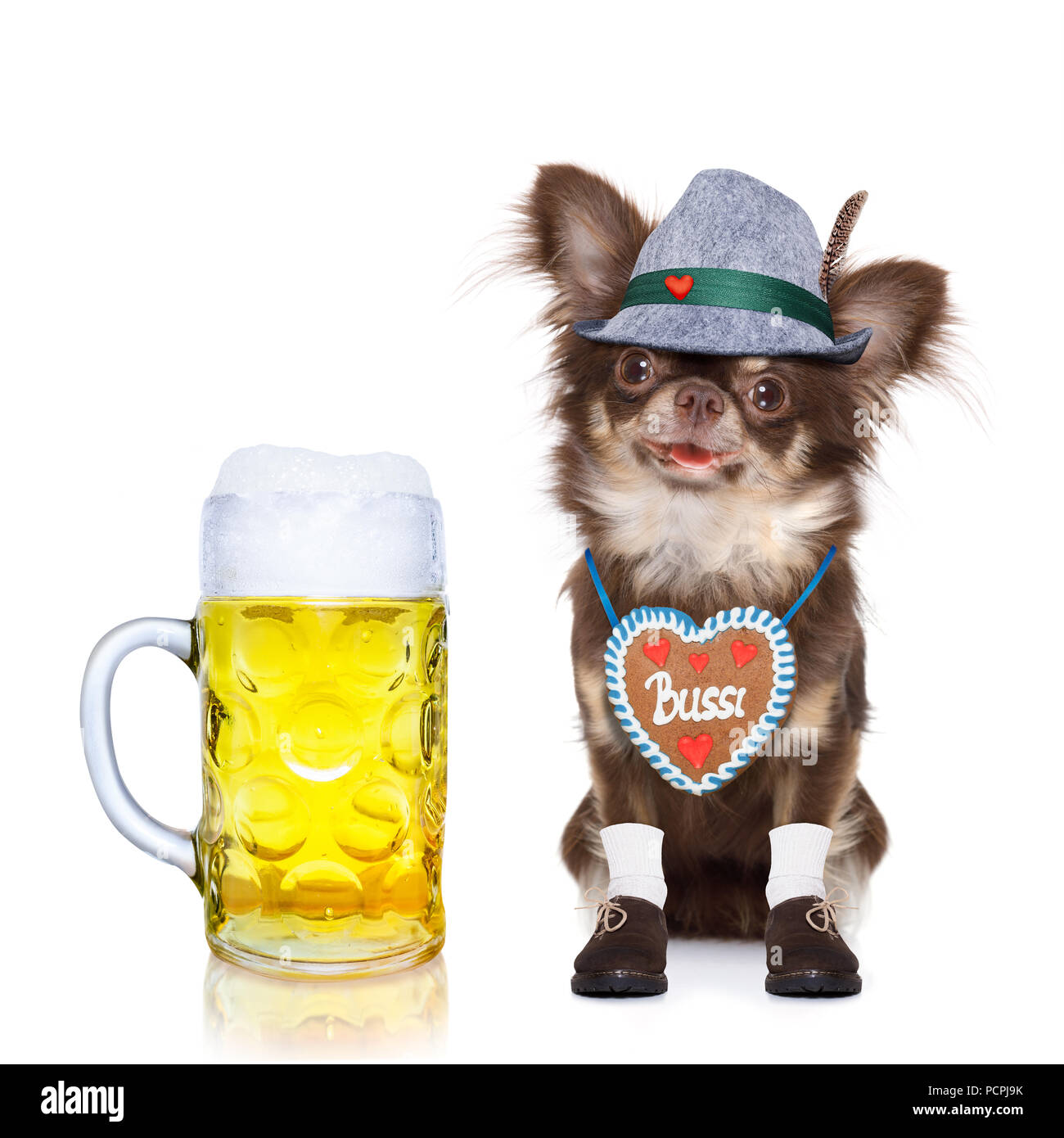 Chien chihuahua bavarois avec le propriétaire isolé sur fond blanc , prêt pour la fête de la bière à Munich festival Banque D'Images