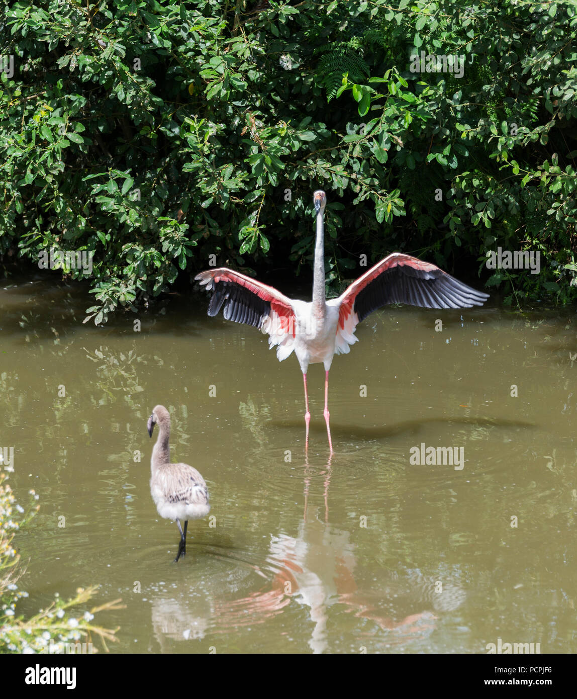 Un Grand Flamingo Avec Les Ailes Larges Et Un Bebe Flamant Rose Dans L Eau Photo Stock Alamy Un Grand Flamingo Avec Les Ailes Larges Et Un Bebe Flamant Rose Dans L Eau Photo Stock Alamy