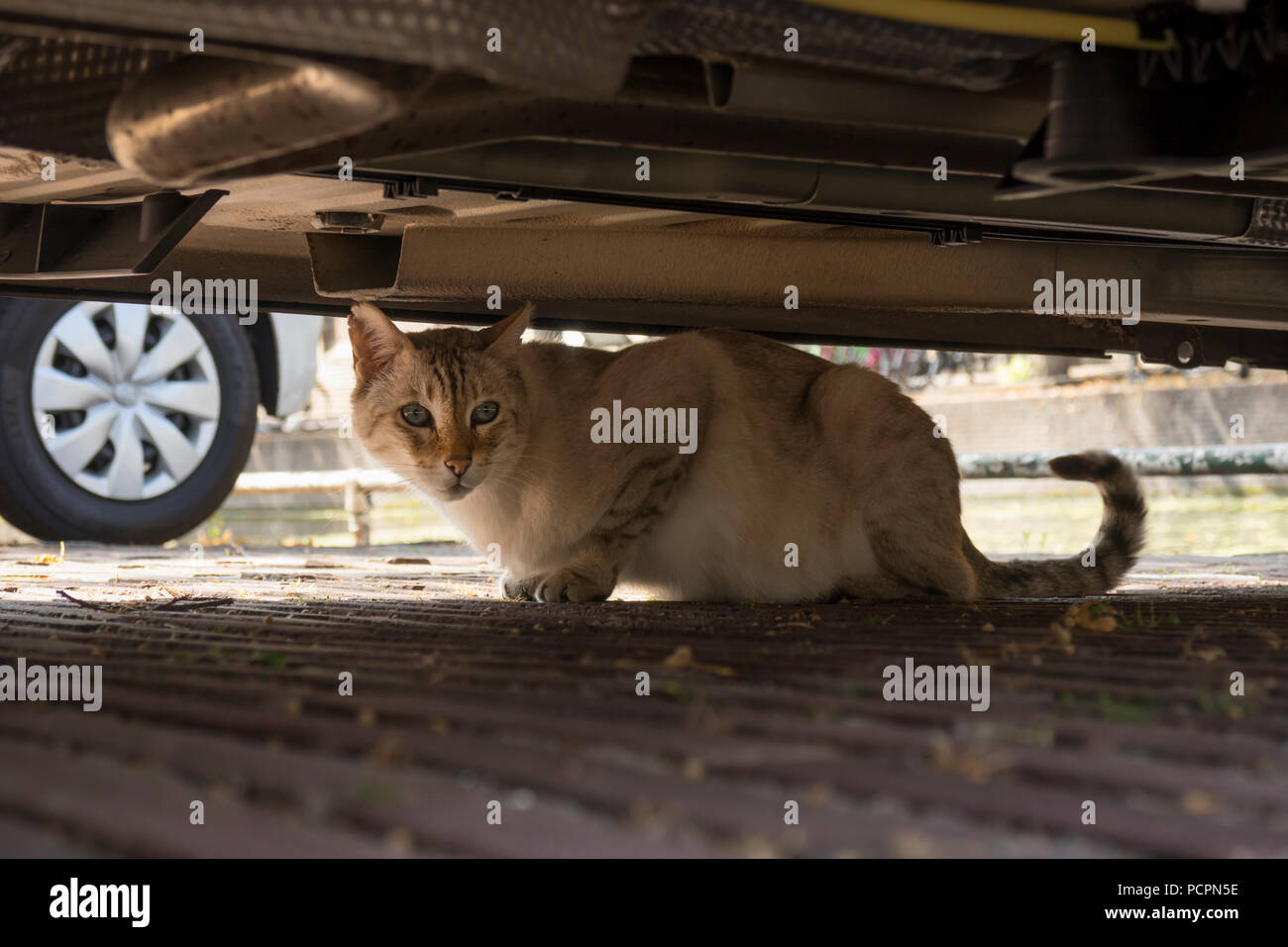 Chat domestique rouge sur ses gardes se cachant sous une voiture Banque D'Images