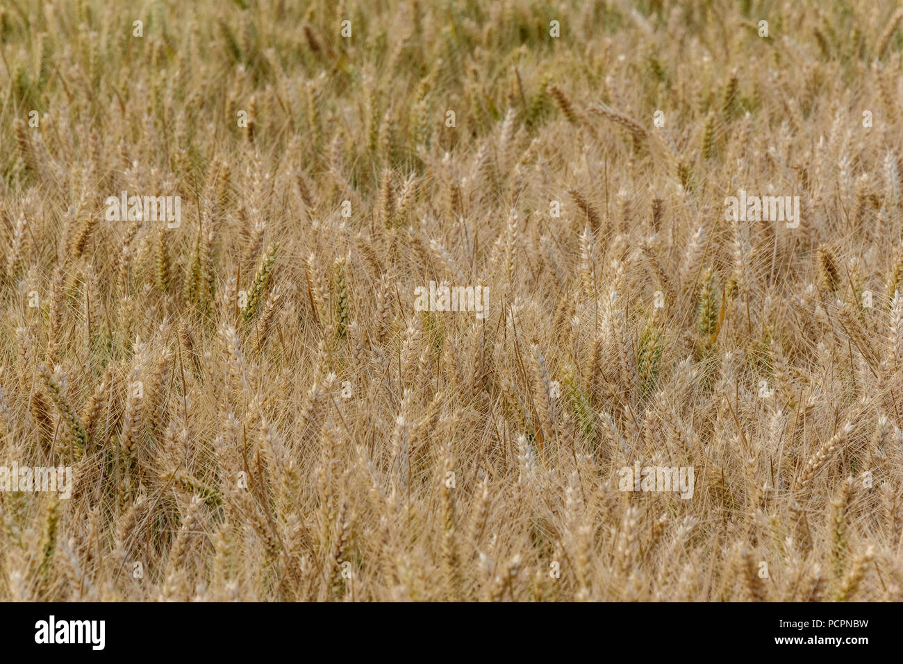 10-07-18 Norfolk, Royaume-Uni. Champ de blé. Photo : © Simon Grosset Banque D'Images