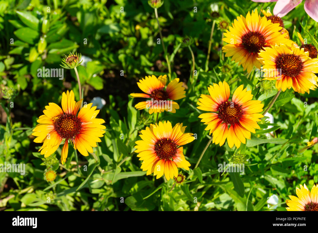 Fleur solaire de jardin en geliopsis sur fond de feuille verte Banque D'Images