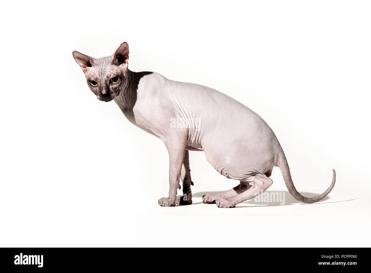Adorable Chat Sphynx Domestique Looking At Camera On White Photo Stock Alamy