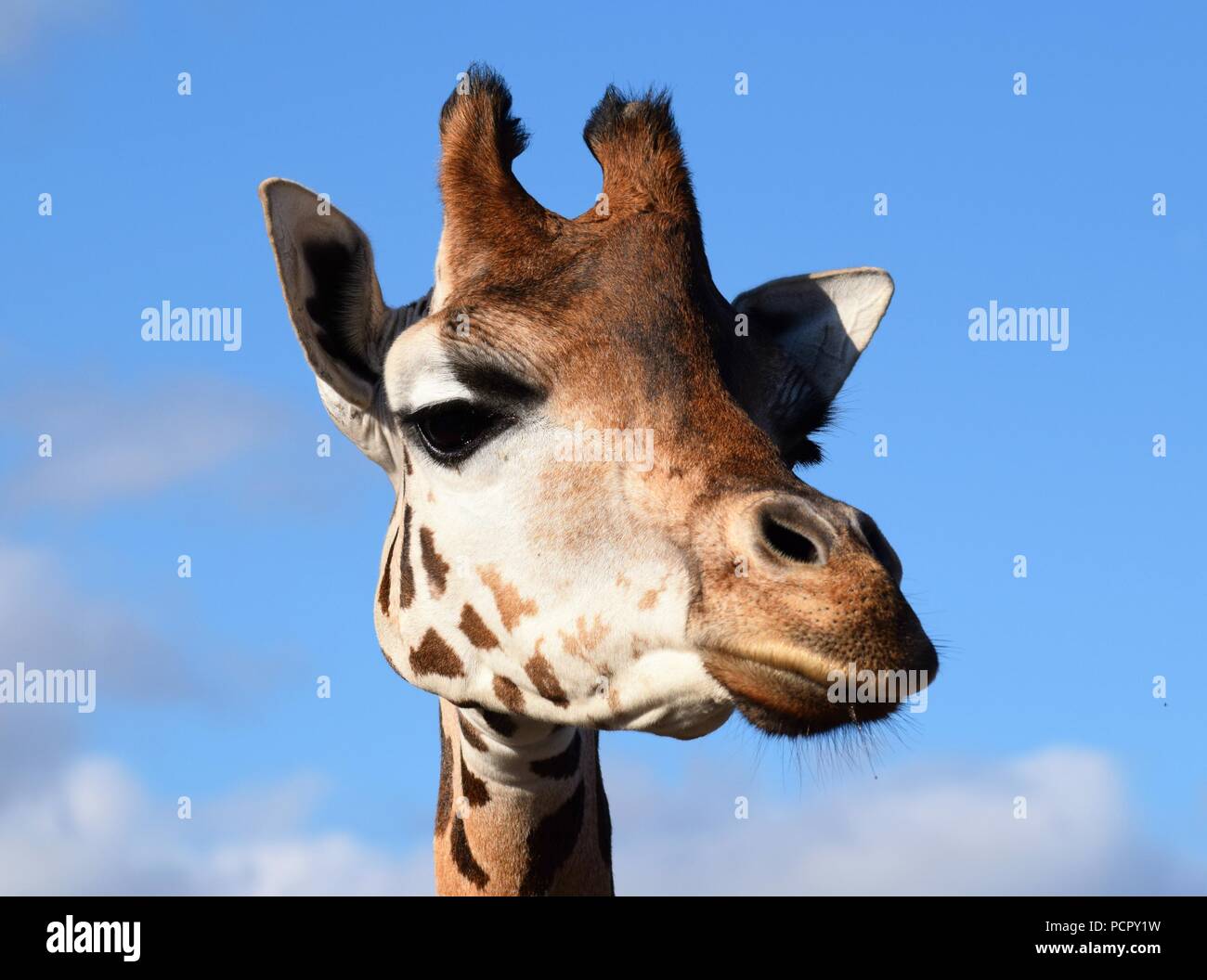 Les animaux du Parc Safari Banque D'Images
