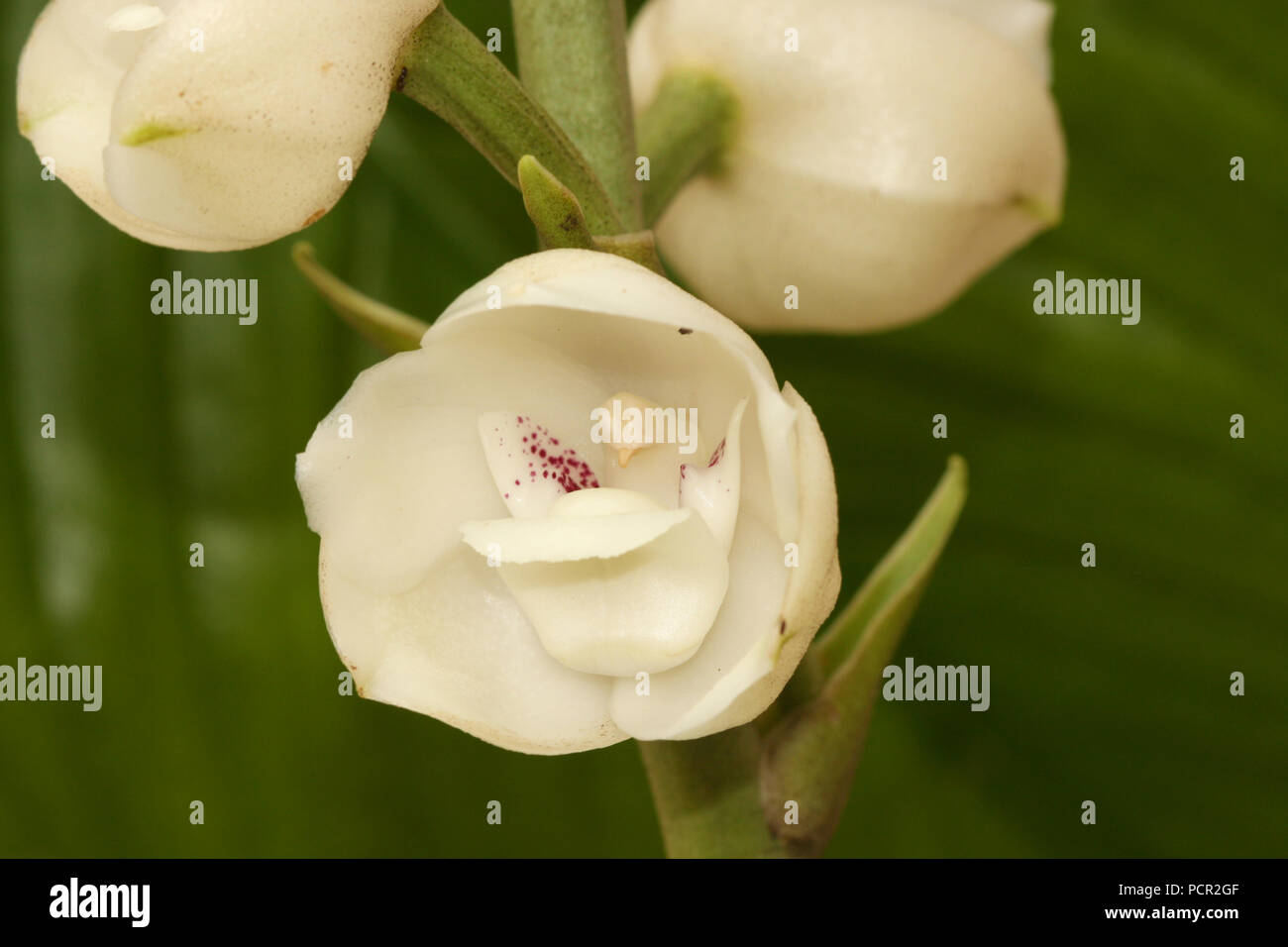 Orchidee saint esprit Banque de photographies et d'images à haute  résolution - Alamy