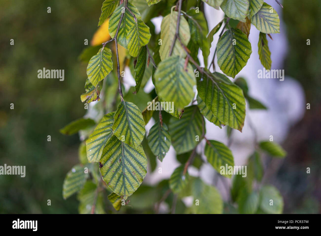 De Fagus silvatica pendula hêtre close up Banque D'Images