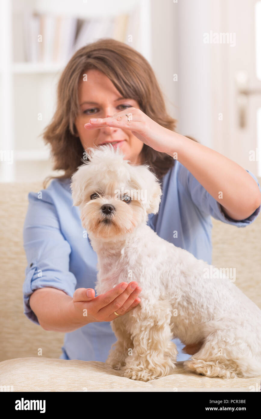 Femme thérapie Reiki pour un chien, une sorte de médecine énergétique. Banque D'Images