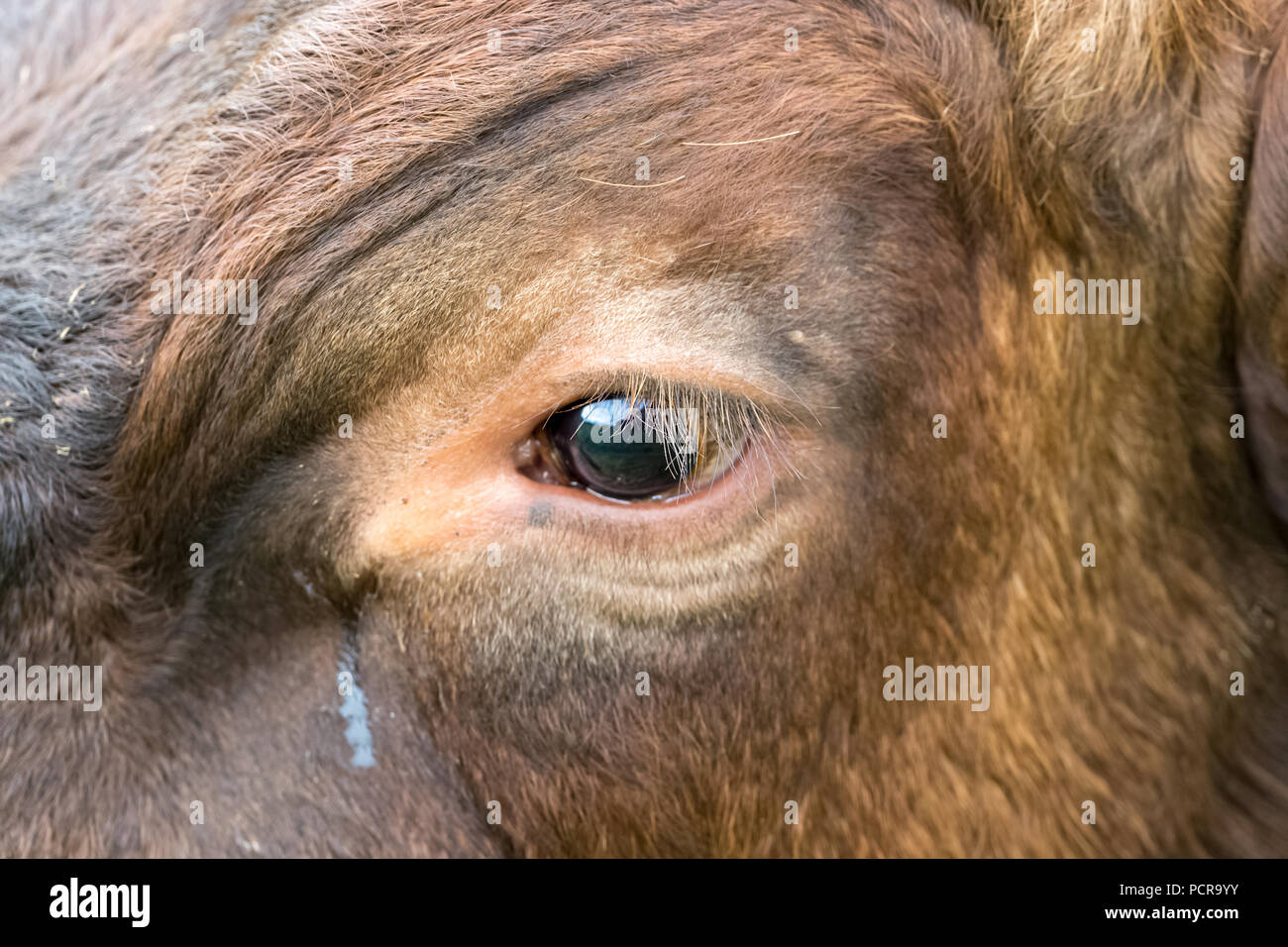 Pleurs de l'œil de la vache. Gros plan de l'œil d'une vache avec des déchirures du conduit de déchirure. Bien-être des animaux. Végétaliens. Horizontale. Copier l'espace Banque D'Images