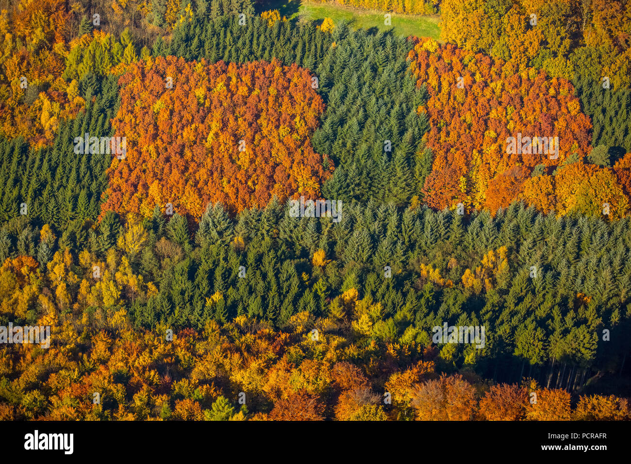 Automne forêt mixte avec feuillus et d'épicéas, automne, Arnsberg, Arnsberg-Neheim, Rhénanie-Palatinat, Hesse, Allemagne Banque D'Images