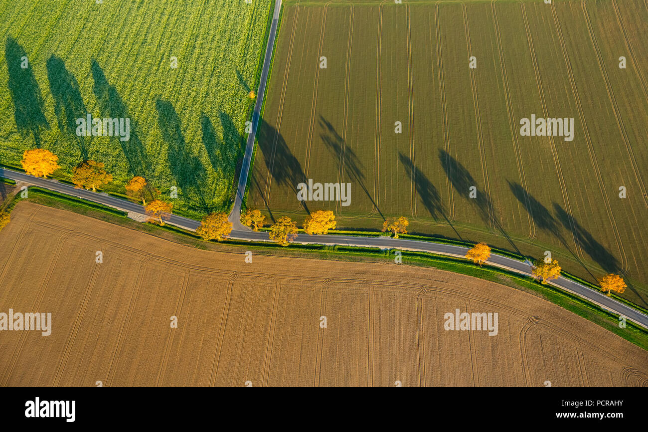 Avenue de l'arbre d'enroulement entre les champs d'arbres dans les feuilles d'automne et de longues ombres, brillant feuillage, Werl, Rhénanie du Nord-Westphalie, Allemagne Banque D'Images