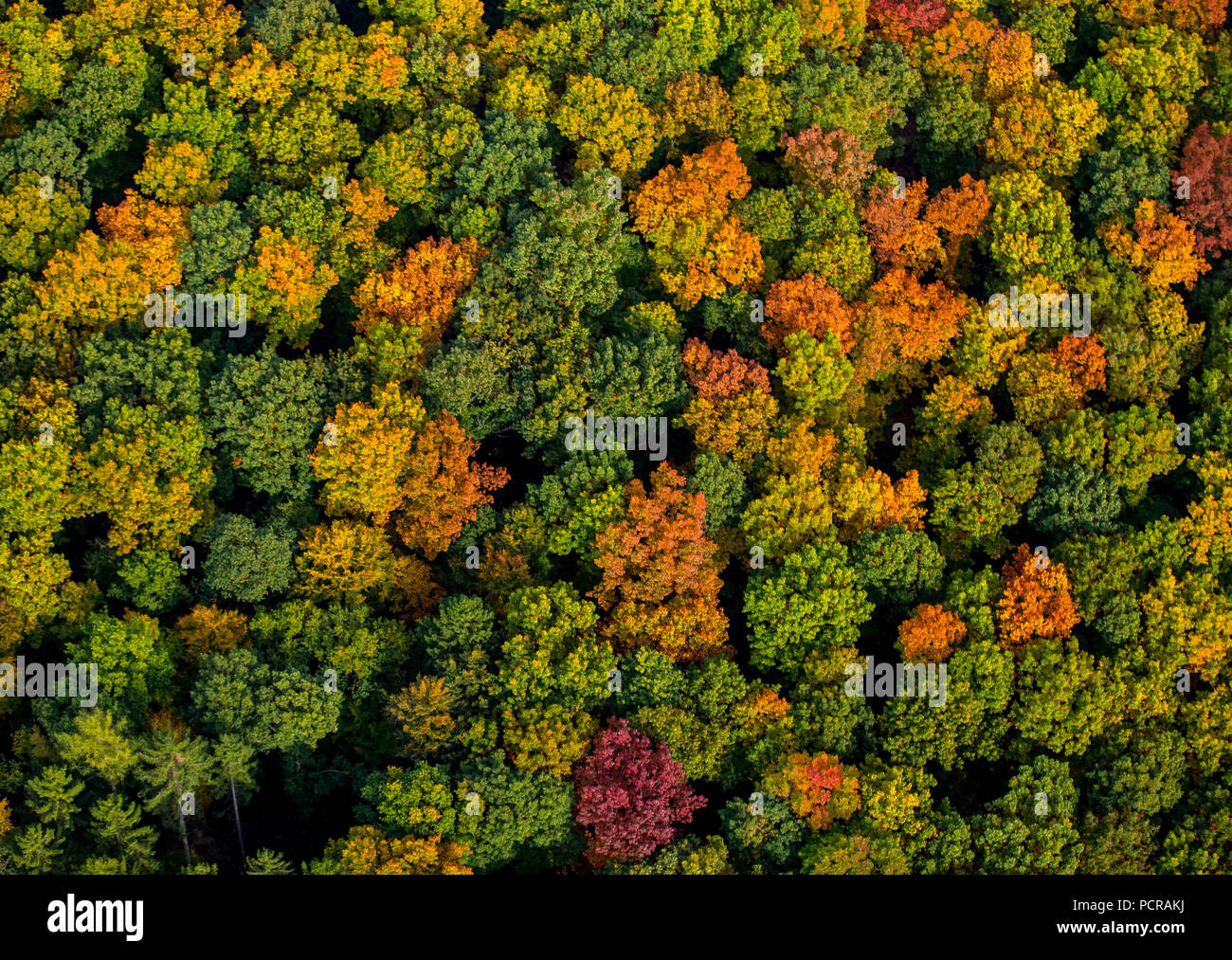 Les feuilles d'automne, forêt d'automne en couleurs lumineuses de la forêt d'Arnsberg près de Meschede, Meschede, Rhénanie-Palatinat, Hesse, Allemagne Banque D'Images