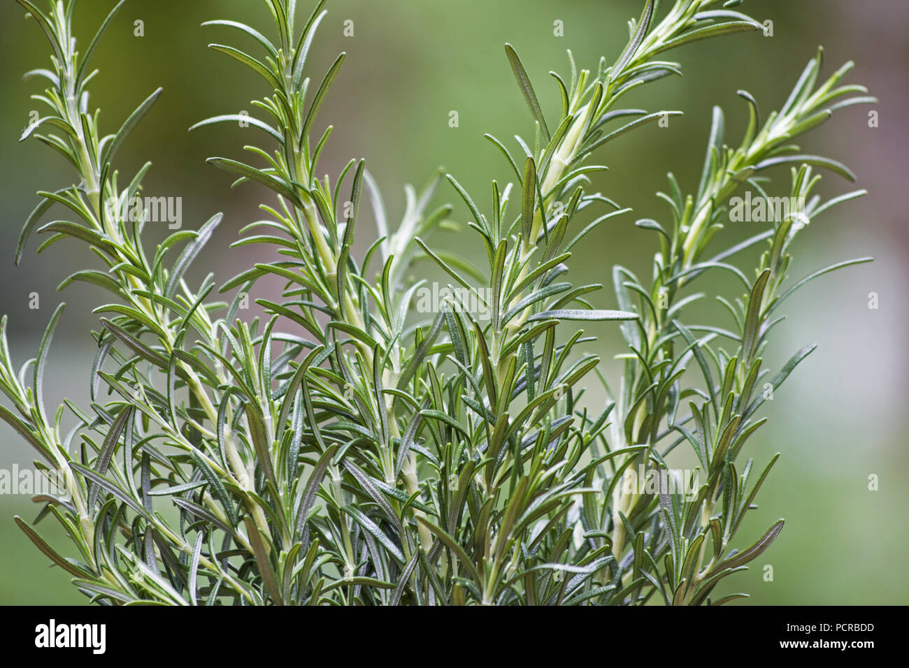 Rosemary plant sur fond naturel Banque D'Images