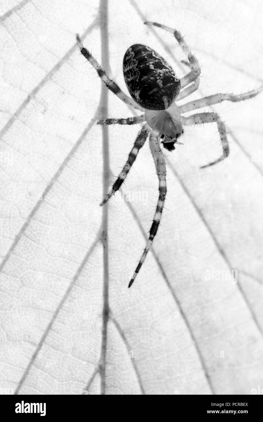 Balades araignée sur une feuille Banque D'Images