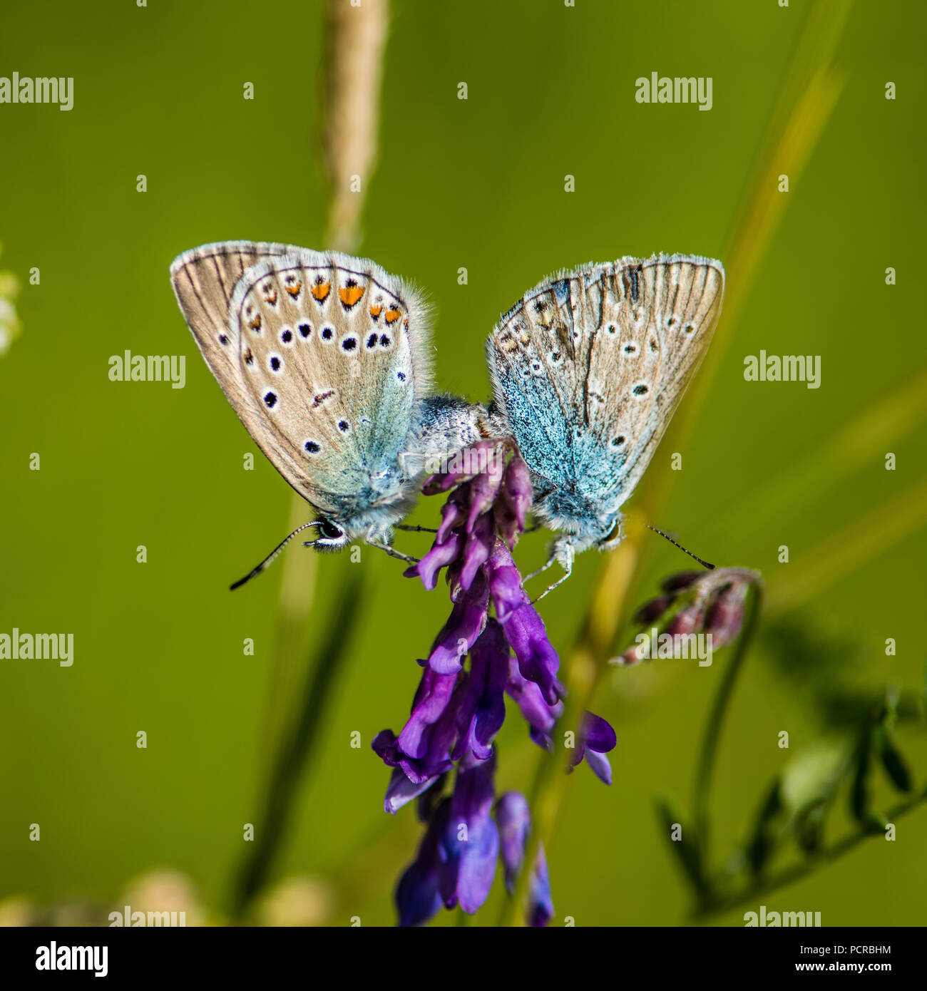 Le Nord de l'IDAS (bleu ou bleu Plebejus idas) l'accouplement dans notre cour dans l'Uppland, Suède Banque D'Images