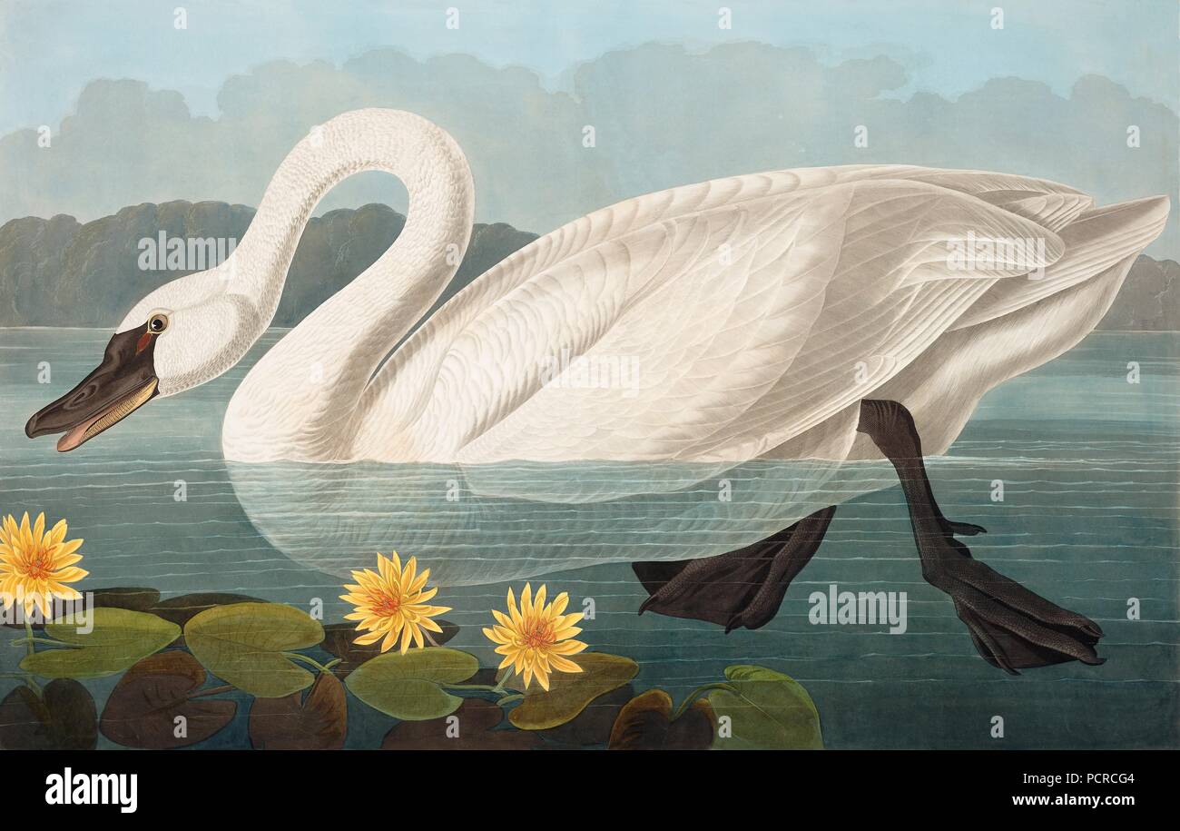 Américain commun, Swan Cygnus americanus, 1845. Banque D'Images