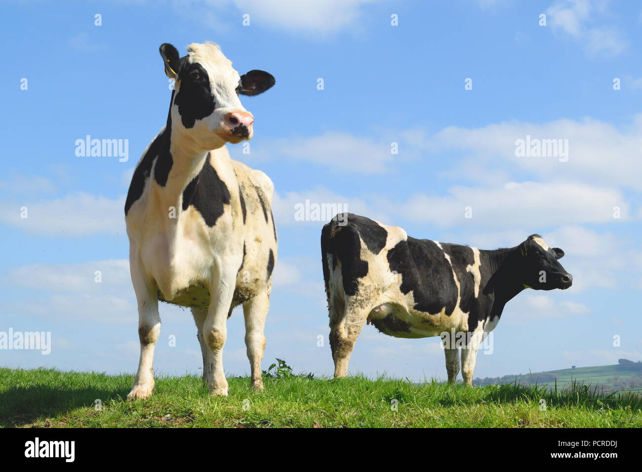 Friesian britannique vaches qui paissent sur les terres agricoles en un Devon Banque D'Images
