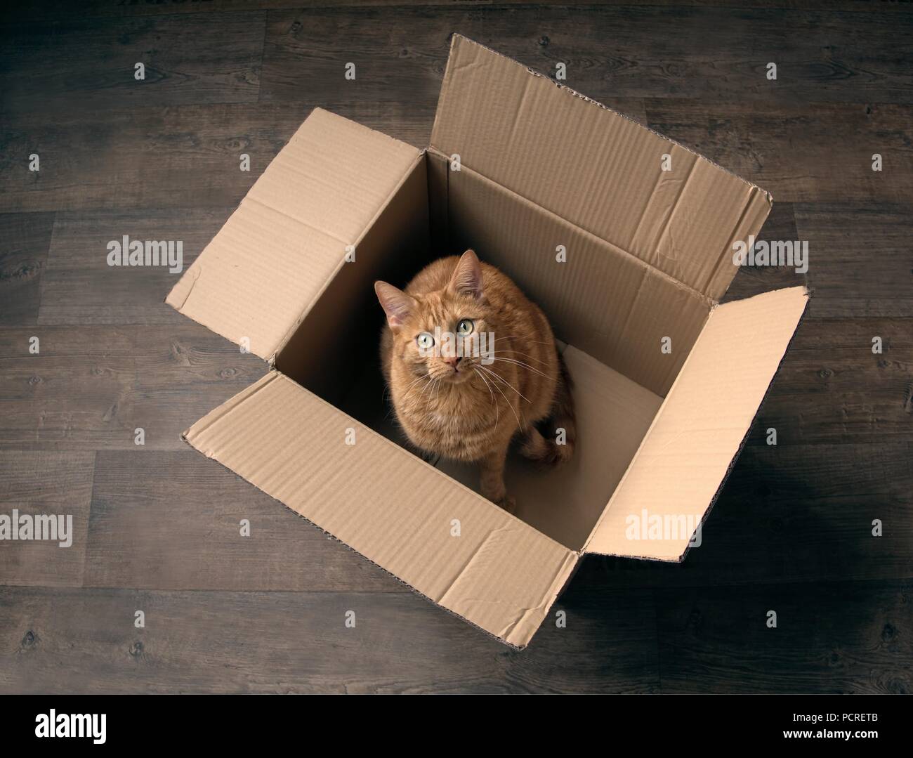 Gingembre Cute cat assis dans une boîte en carton sur un sol en bois et à la curieux de la caméra. Banque D'Images
