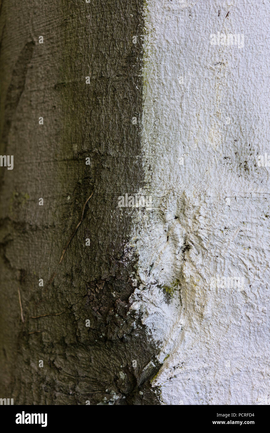 Tronc de l'arbre de Fagus silvatica pendula hêtre close up Banque D'Images