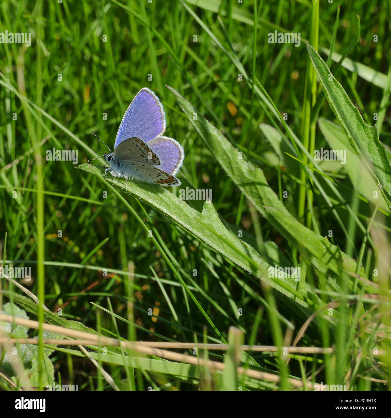 Papillon Bleu commun Banque D'Images